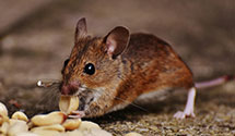 24 Hour & Emergency Exterminators in St Matthews, SC